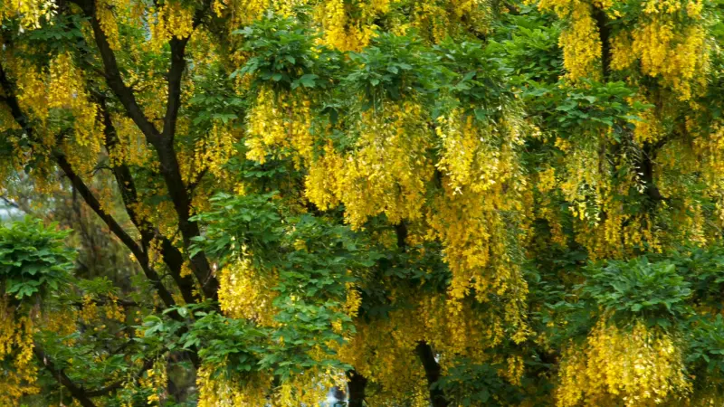 Thick clusters of yellow laburnum flowers cascading from branches with fresh green leaves.