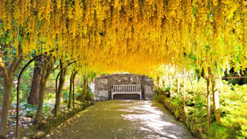 Yellow laburnum flowers forming a blooming archway over a stone garden path with a wooden bench.