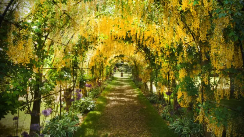 Laburnum flowers creating a natural tunnel over a garden walkway with a person walking beneath.