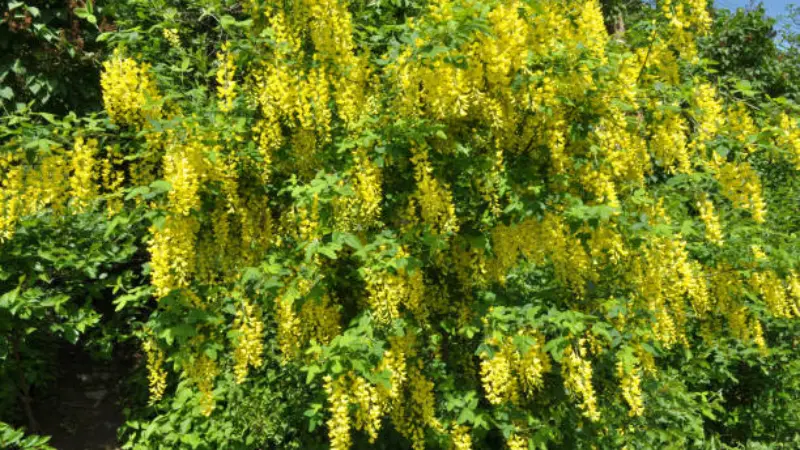 Yellow laburnum flower clusters covering a dense shrub surrounded by green foliage.