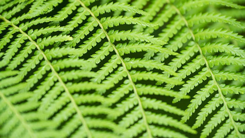 Close-up of Lady Fern delicate green fronds