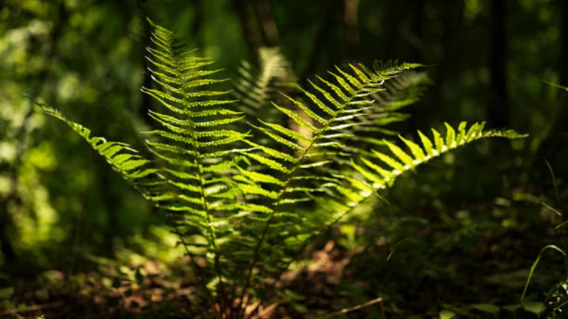 Lady Fern with lush feathery green fronds in a shaded garden
