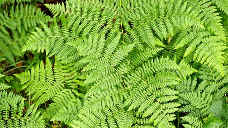 Lady Fern planted along a shaded garden border