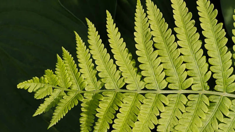 Ornamental Lady Fern with elegant green foliage