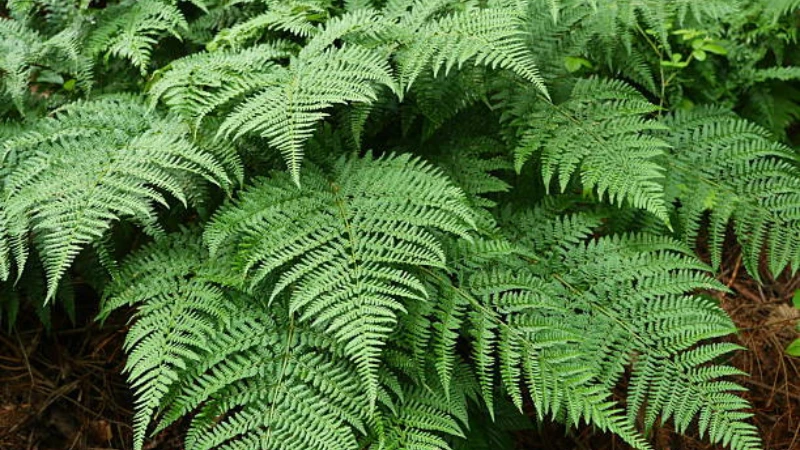 Lady Fern growing naturally in a woodland setting