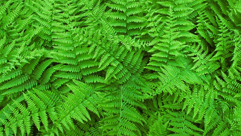 Healthy Lady Fern with vibrant green fronds