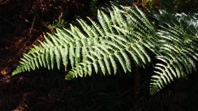 Lady Fern growing in a moist forest environment