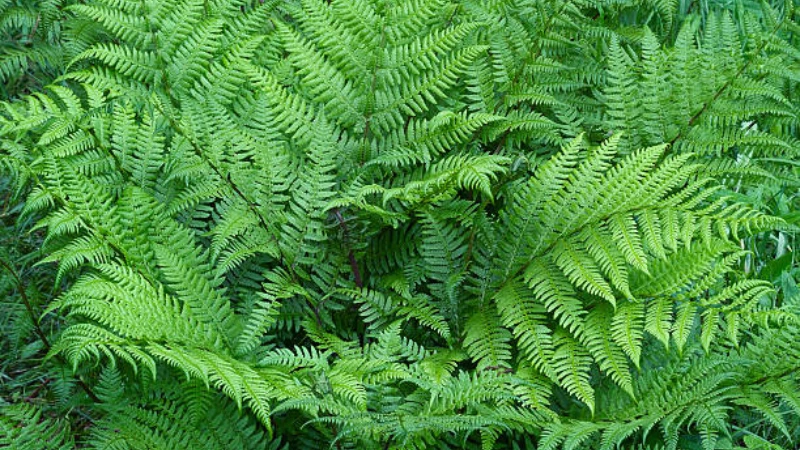Lady Fern thriving in a shaded garden landscape