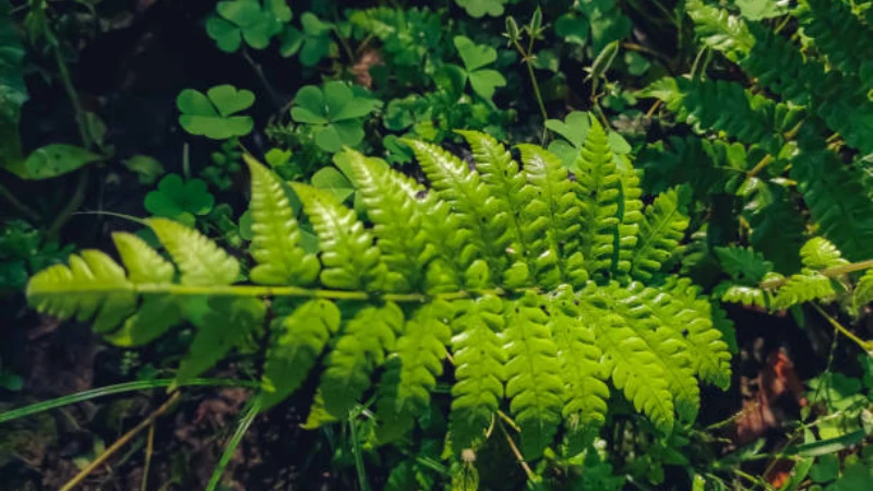 Lady Fern with graceful green feathery fronds