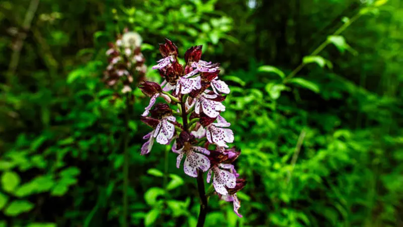 Macro shot of Lady Orchid flower with white-pink spotted lips and dark purple hooded petals