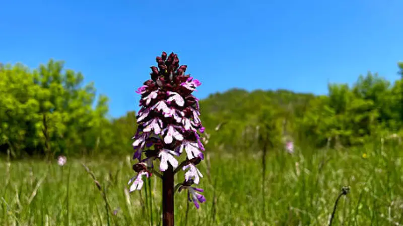 Lady Orchid flower plant standing in a green meadow with rolling hills and blue sky