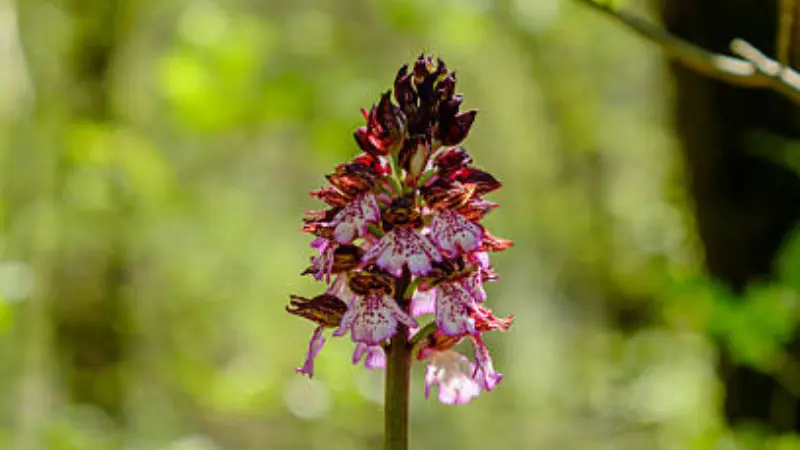 Lady Orchid flower spike showing darker drying blooms at the top and fresh pink blooms below