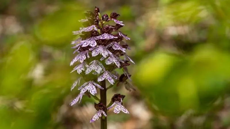 Tall Lady Orchid flower spike with pink and dark purple blooms against a blurred forest backdrop
