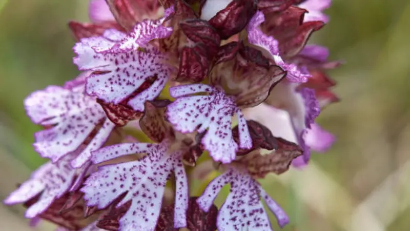 Lady Orchid flower spike standing in a lush green forest with another orchid blooming behind