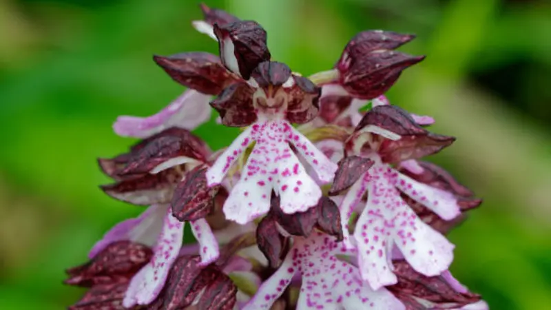 Overhead close-up of Lady Orchid flower cluster with dark purple hoods and white spotted petals