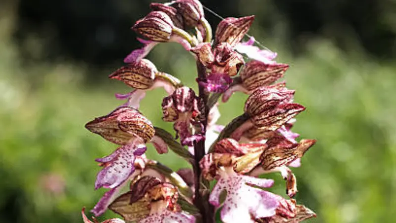 Lady Orchid flower spike with dark burgundy hooded petals and pale spotted lower blooms