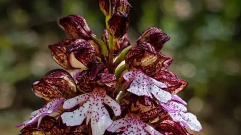 Close-up of deep maroon and burgundy Lady Orchid flower blooms with intricate patterns