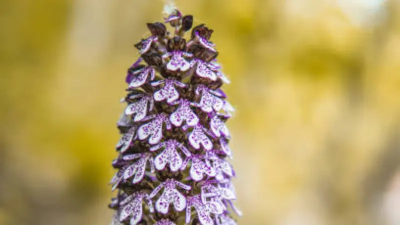 Close-up of Lady Orchid flower spike with warm golden blurred background
