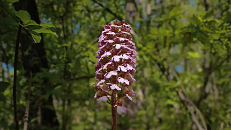 Tall cone-shaped Lady Orchid flower spike growing in a forest setting