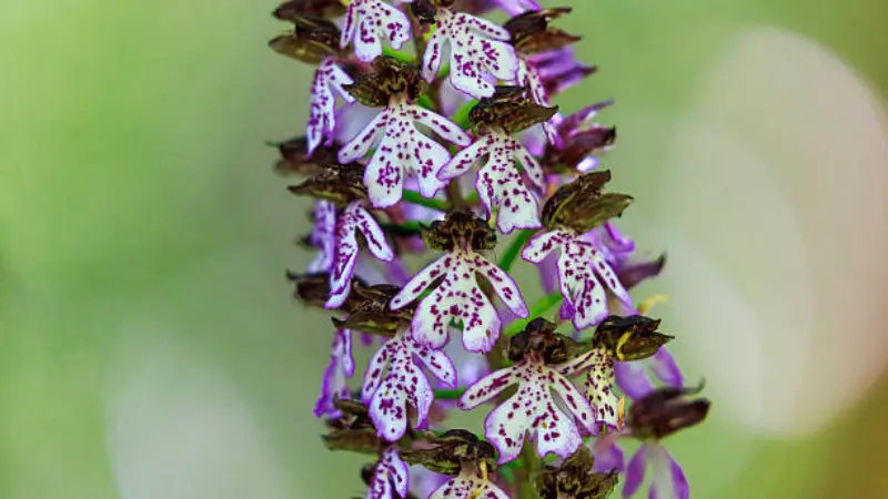 Detailed close-up of multiple Lady Orchid flower blooms with spotted petals and dark purple hoods