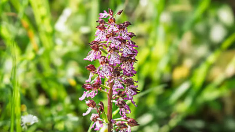 Lady Orchid flower spike surrounded by green grass in bright sunlight