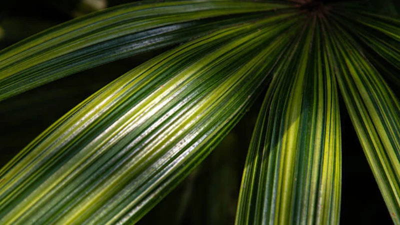 Close-up of Lady Palm fan-shaped leaves