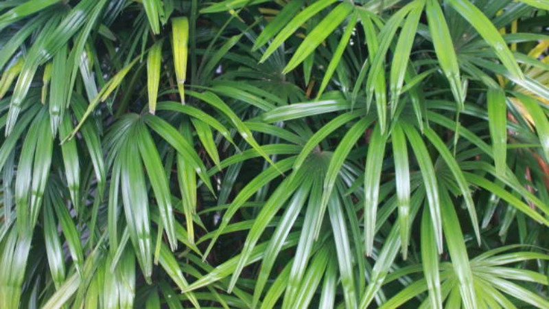 Lady Palm with healthy fan-shaped green leaves