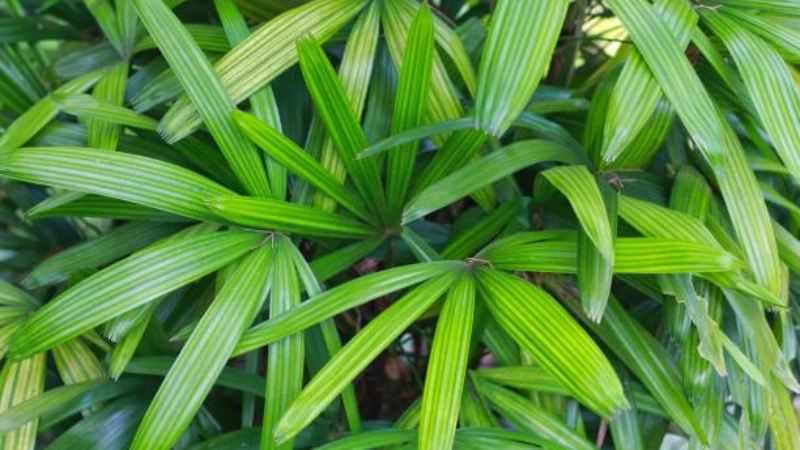 Lady Palm with lush green fan-shaped foliage growing as an elegant indoor houseplant