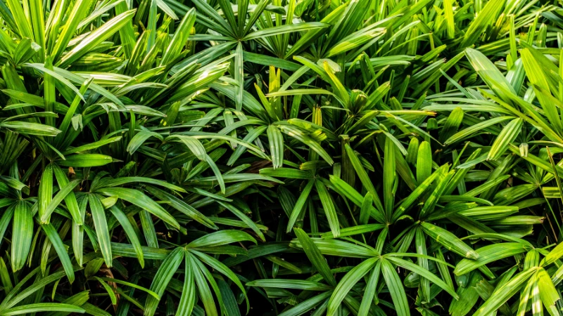 Lady Palm with vibrant green fan-like fronds