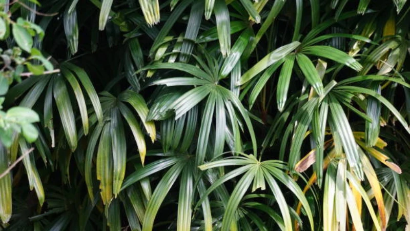 Lady Palm decorating a contemporary living room