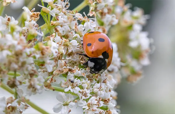 Ladybug on White Flower