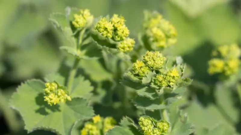Close-up of bright yellow-green Lady's Mantle flower clusters with blurred background
