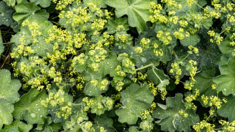 Lady's Mantle leaves and yellow flower clusters covered in glistening dew drops