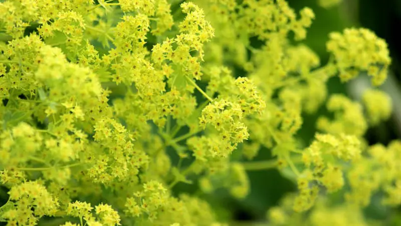 Close-up of frothy chartreuse Lady's Mantle flower clusters with a softly blurred green background