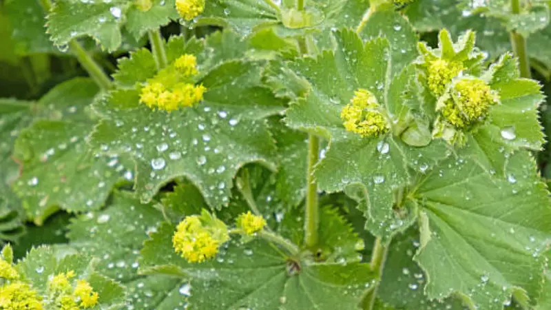 Top-down view of scalloped Lady's Mantle leaves and small yellow flower clusters with dew