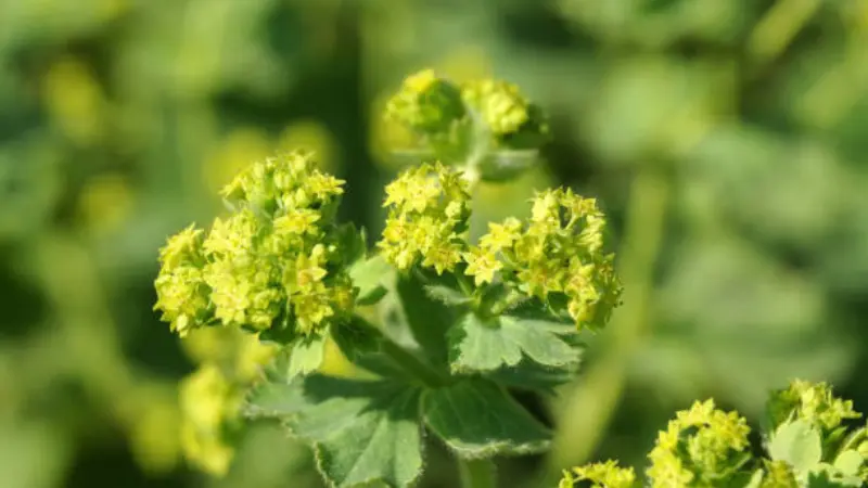 Hands using scissors to cut Lady's Mantle flowers into a wicker basket