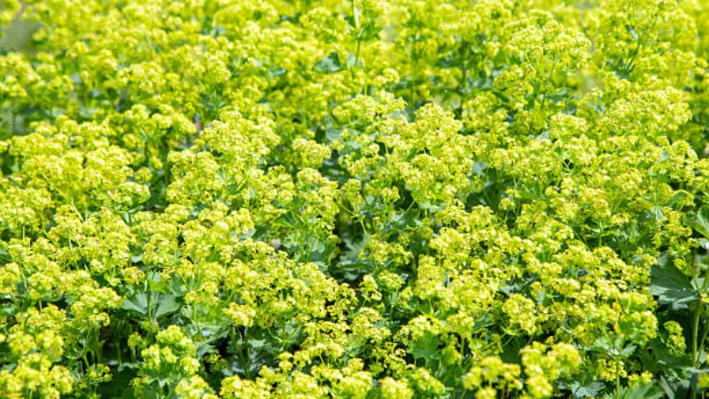 Two Lady's Mantle flower clusters and leaves covered in raindrops