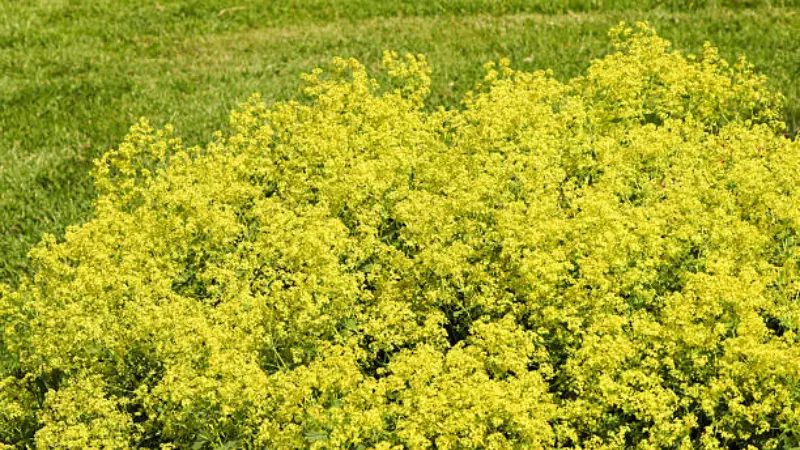 Dew-covered Lady's Mantle leaves and flowers spilling over the edge of a stone path