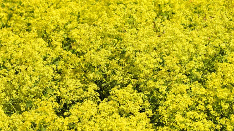 Cut bundles of yellow-green Lady's Mantle flowers hanging against a weathered wooden post
