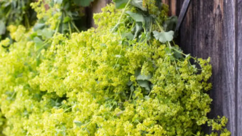 Wide view of a dense yellow Lady's Mantle flower field in bloom under bright sunlight