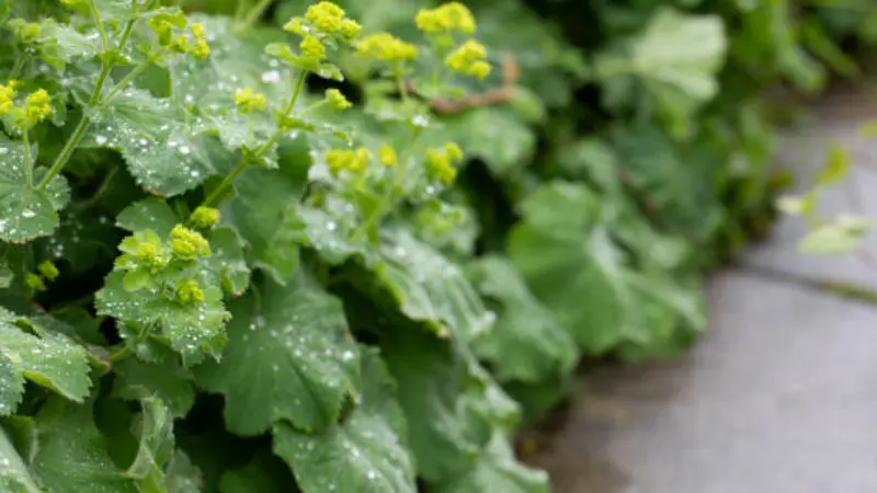Yellow Lady's Mantle flower hedge growing along the edge of a green lawn