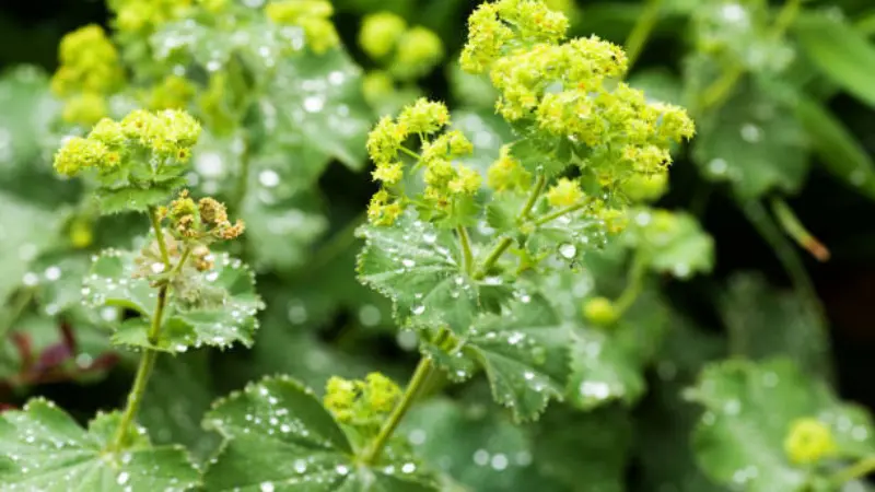 Dense field of yellow-green Lady's Mantle flowers and leaves filling the frame