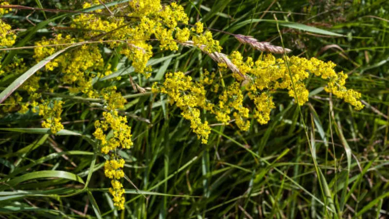 Lady's Bedstraw yellow wild flowers growing in a grassy meadow