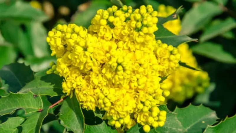 Bright yellow Lady's Bedstraw flower cluster blooming among green foliage.