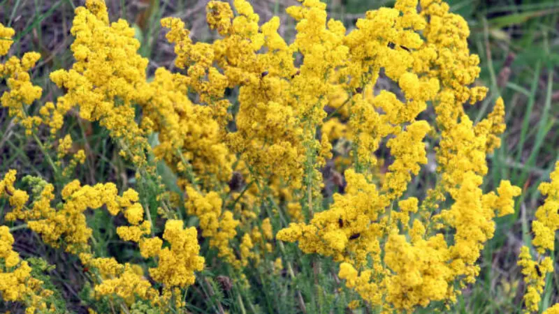 Tall bushy stems of Lady's Bedstraw flower plants with yellow clusters in a grassy meadow