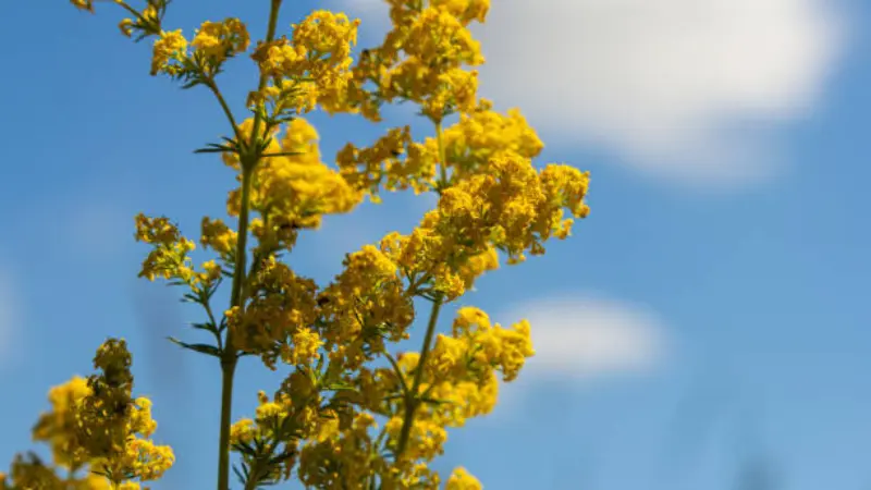 Lady's Bedstraw flower stems reaching up against a bright blue sky with clouds