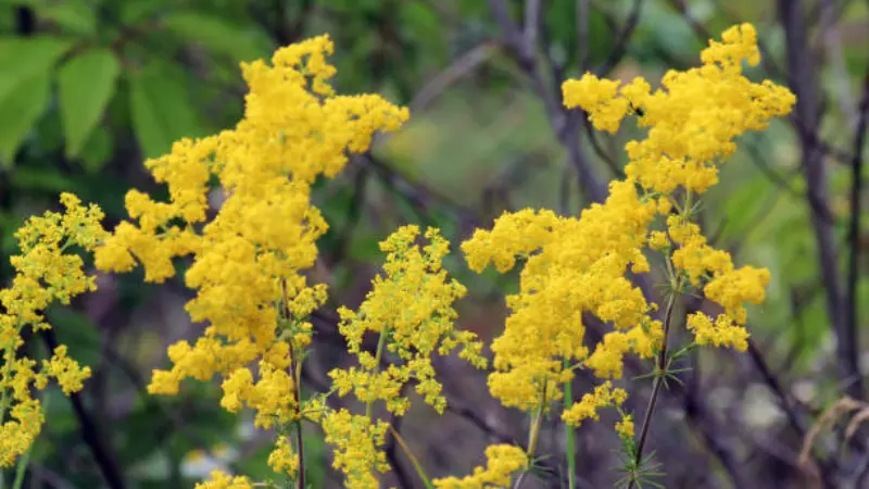 Two sprays of yellow Lady's Bedstraw flowers against a blurred green woodland background