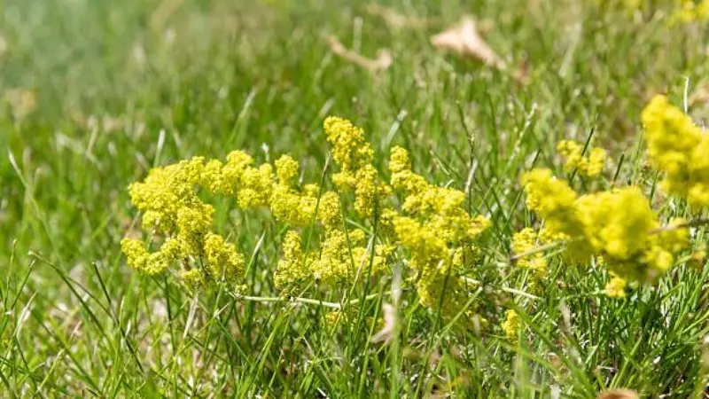 Small patch of yellow Lady's Bedstraw flowers growing low in green lawn grass