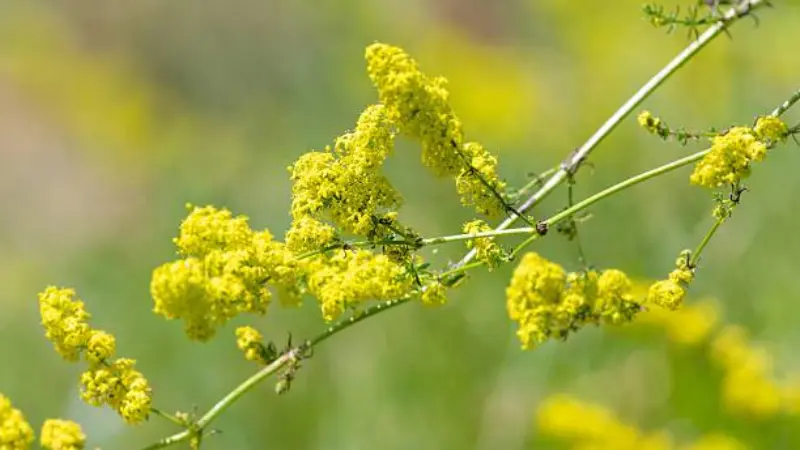 Lady's Bedstraw flower blooms in an open meadow under a blue sky