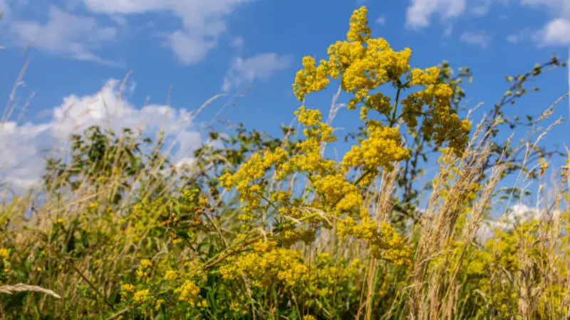 Dense clusters of Lady's Bedstraw yellow flowers on upright stems